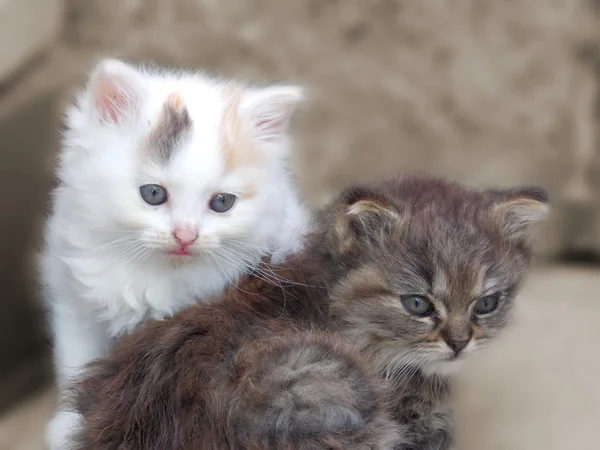 İki güzel yavru kedi — Stok fotoğraf