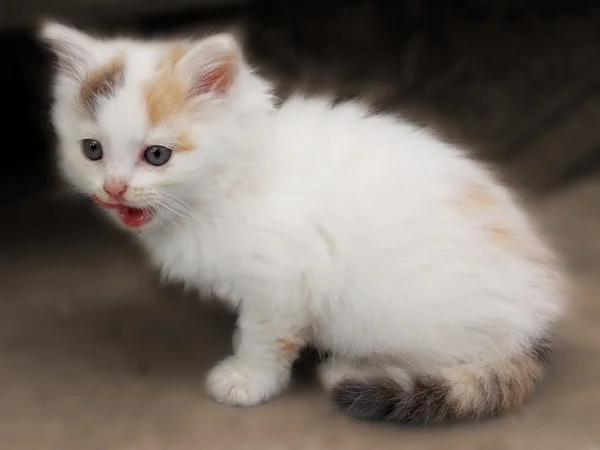 Vacker vit kattunge — Stockfoto