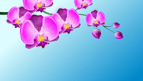 Orquídea no fundo azul — Fotografia de Stock