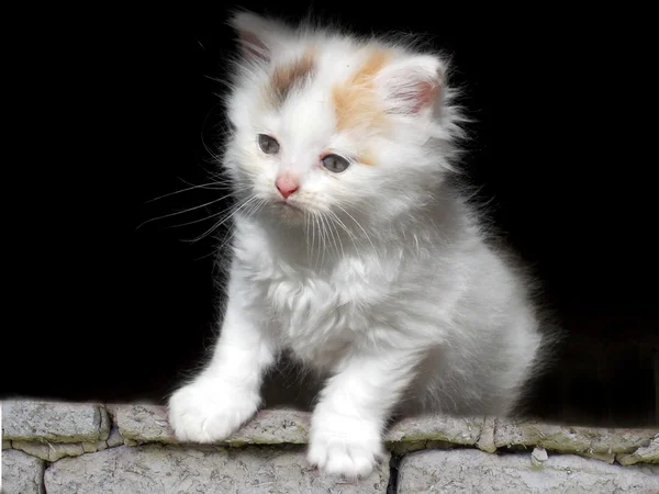 Leuk Katje op muur — Stockfoto