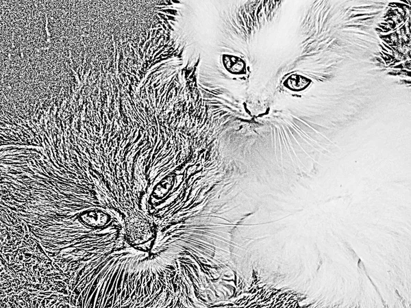 Dois gatinho ilustração — Fotografia de Stock