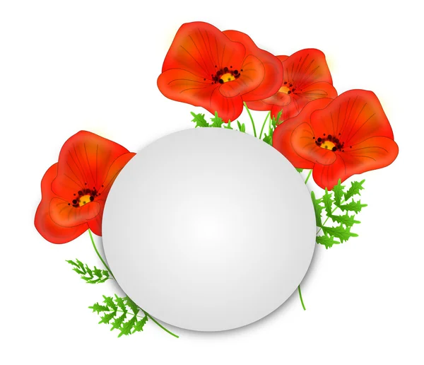 Amapolas rojas con círculo blanco — Foto de Stock