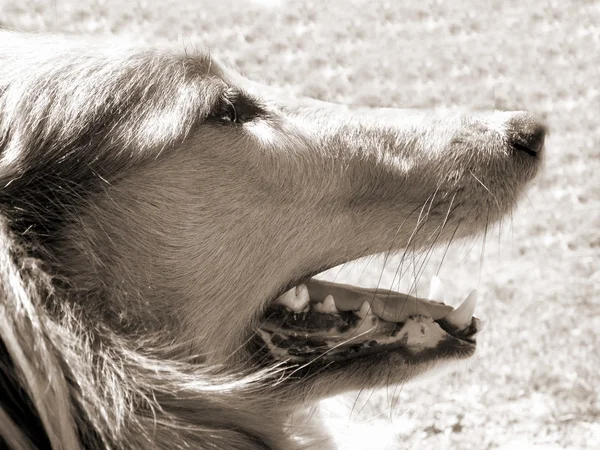 Collie hond hoofd — Stockfoto