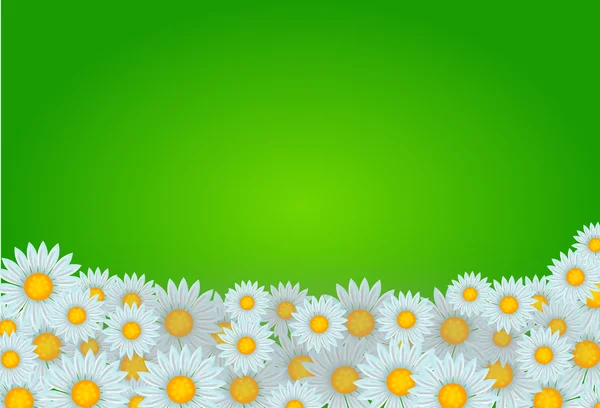 Florale achtergrond met witte bloemen — Stockfoto