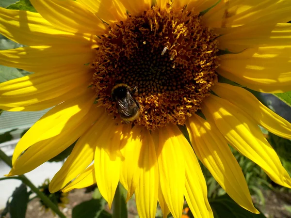 Sunflower with bumble-bee — Stock Photo, Image