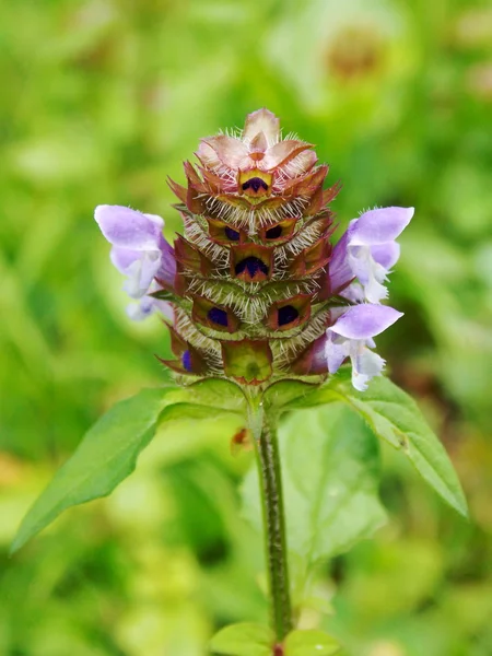 Blume Makro-Detail — Stockfoto