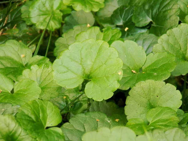 Folhas verdes macro — Fotografia de Stock