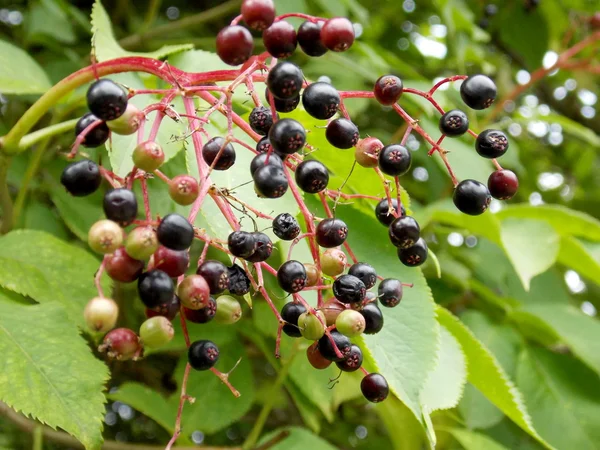 Elderberry macro fotografie — Fotografie, imagine de stoc