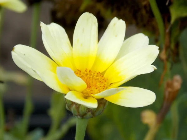 Fleur jaune clair — Photo