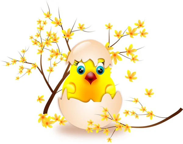 Small chicken in shell egg with laburnum — Stock Photo, Image