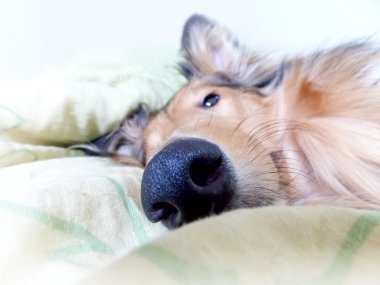 Detail of dog snout clipart