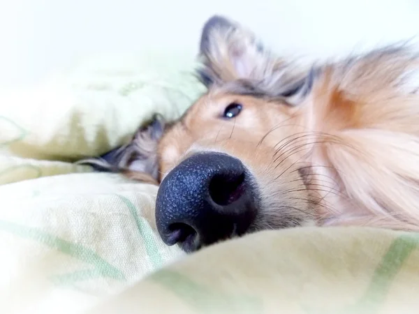 Detalj av hund nos — Stockfoto