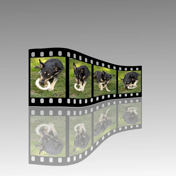Psy filmu — Zdjęcie stockowe