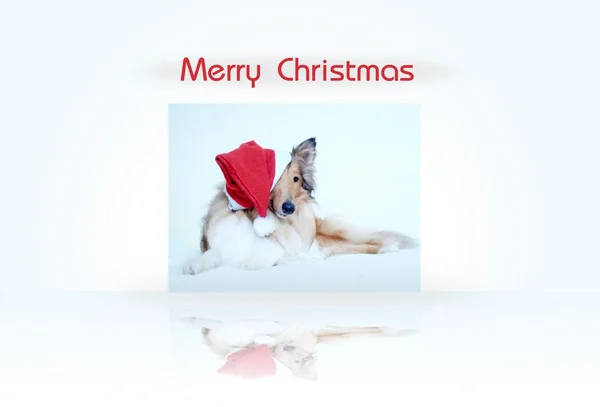 Merry Christmas card with collie dog — Stock Photo, Image