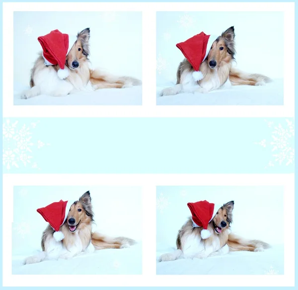 Collie chien avec chapeau de Père Noël — Photo