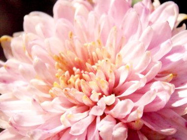 beautifl Pembe çiçek