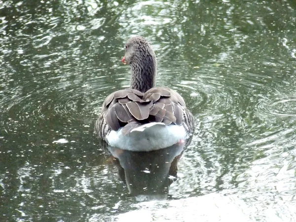 Wild goose on water — Stock Photo, Image