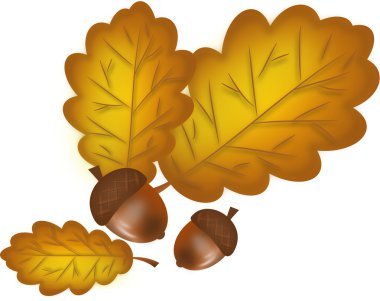 meşe palamutları meşe ağacının yaprakları