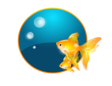 mavi daire ile iki goldfish