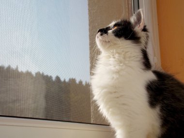 pencerenin arkasında yavru kedi