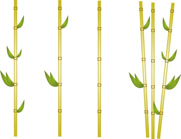 Bambu illüstrasyon — Stok fotoğraf