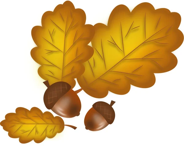 Oak tree leaves with acorns — Stock Photo, Image