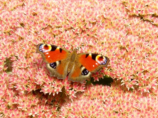 Motyl na różowy kwiat — Zdjęcie stockowe