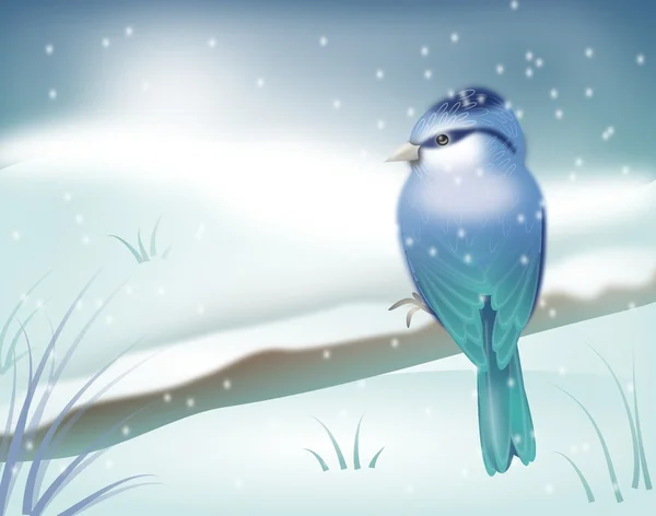 Blue bird in winter landscape — Stock Photo, Image