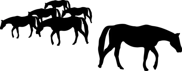 Sylwetka konia stada — Zdjęcie stockowe