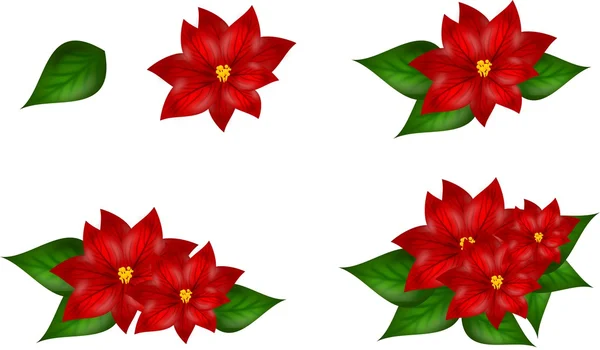 Conjunto de Poinsettia — Foto de Stock