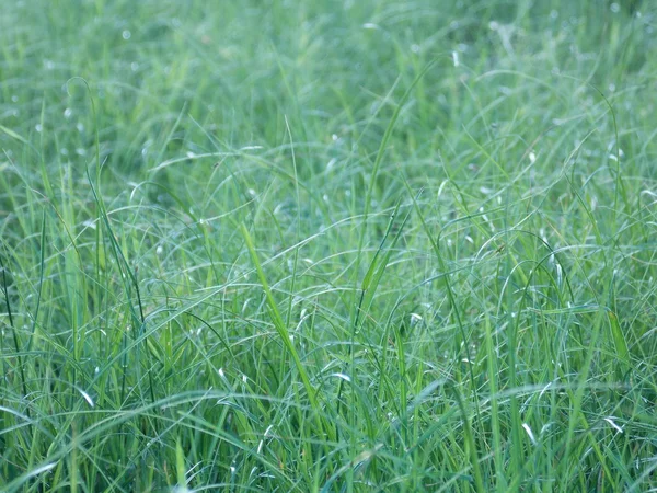 Gras — Stockfoto