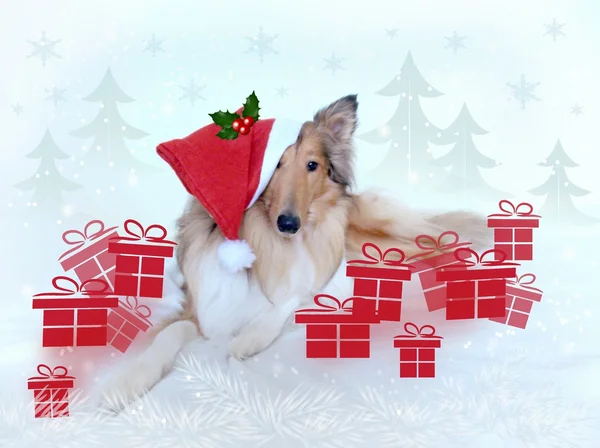 Navidad collie perro con regalos — Foto de Stock