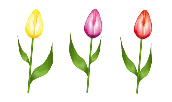 Tulips — Stock Photo, Image