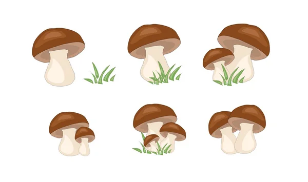 Mushrooms set — Stock Photo, Image