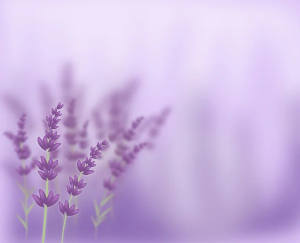 Fondo de lavanda —  Fotos de Stock