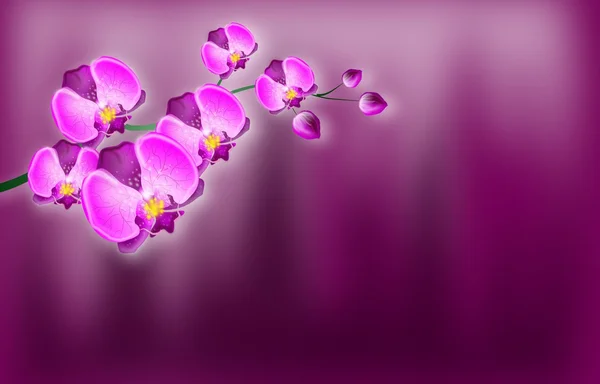 Orchid background — Stock Photo, Image