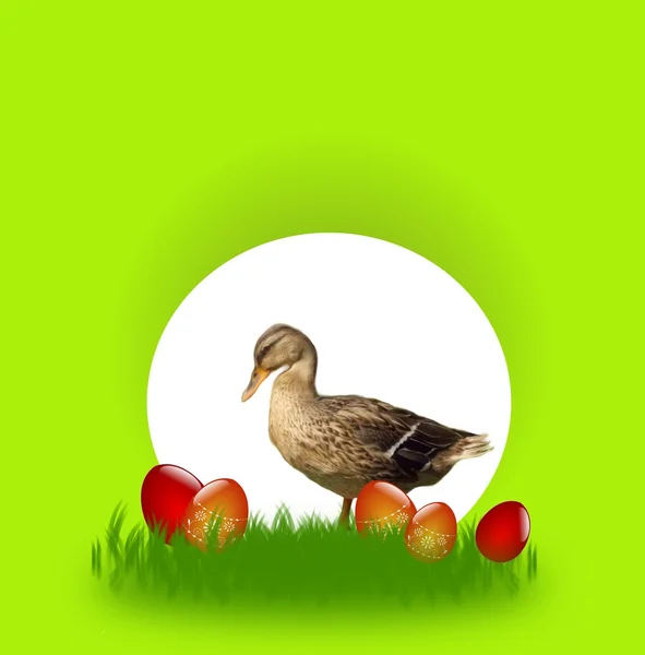 Easter card with duck — Stock Photo, Image