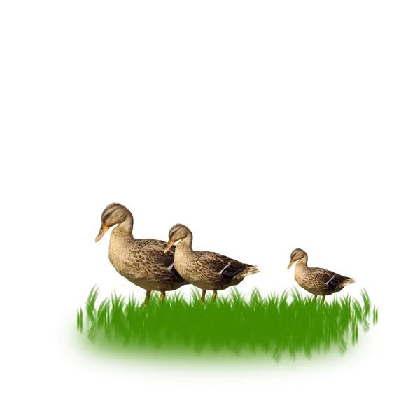 Three ducks — Stock Photo, Image