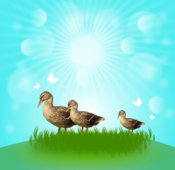 Three ducks in sun shine — Stock Photo, Image