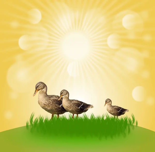 太陽の輝きで 3 羽のアヒル — ストック写真