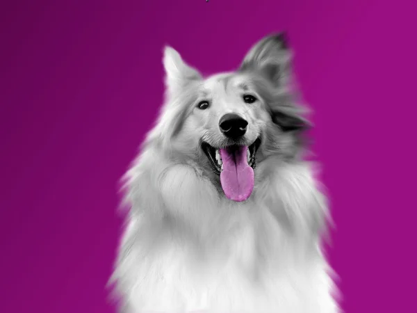 Cão feliz — Fotografia de Stock