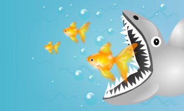 Köpek balığı yakalamak