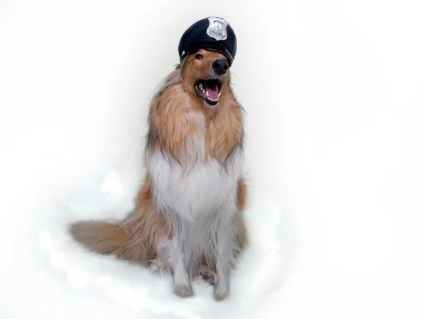 Αστυνομικός σκύλος — Φωτογραφία Αρχείου