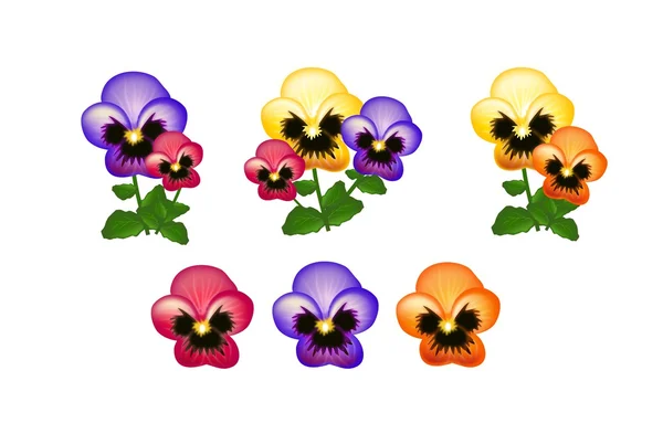 Colorful heartsease — Stock Photo, Image