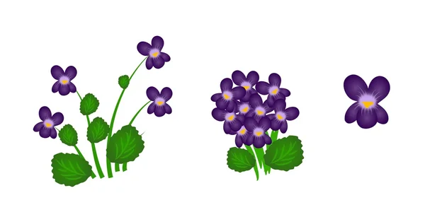 Violets — Stock Photo, Image