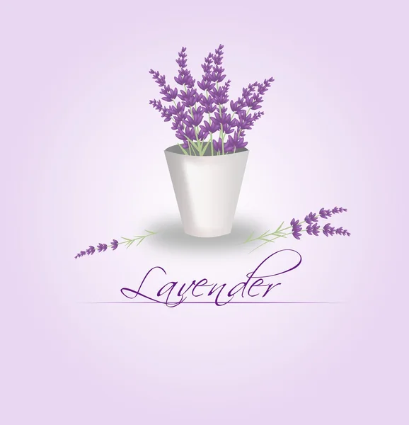 Lavender bunch in flowerpot — Stock Photo, Image