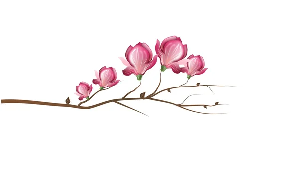 Roze magnolia bloesem — Stockfoto