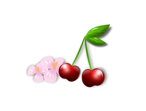 Cherry with cherry blossom — Stock Photo, Image