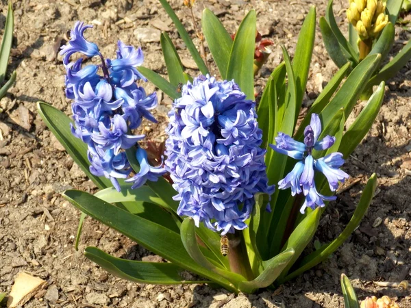 Hyacinth flowers — Stock Photo, Image