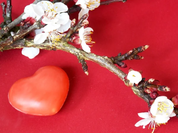 Corazón rojo — Foto de Stock